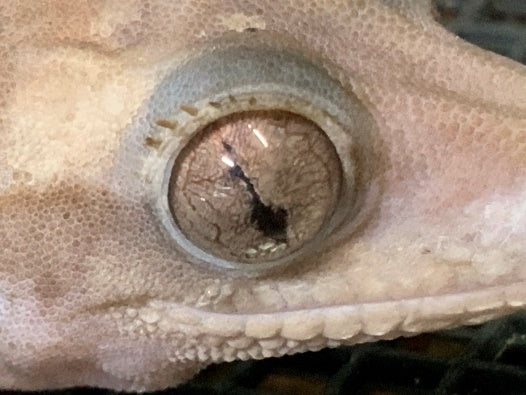 Eye mutation in melanistic crested gecko