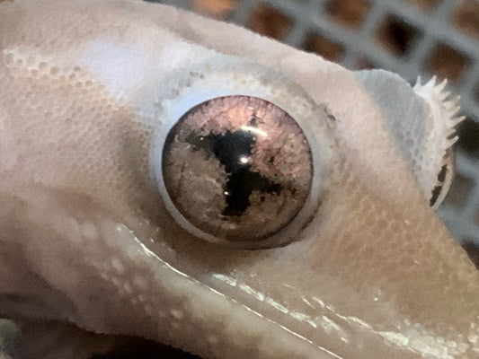 Crested Gecko genetic eye mutation