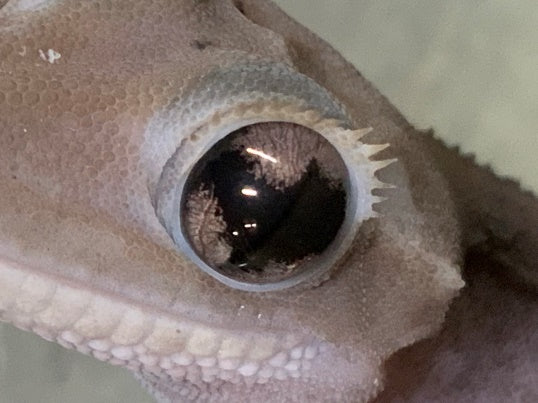 Extreme snake eye mutation in melanistic crested gecko