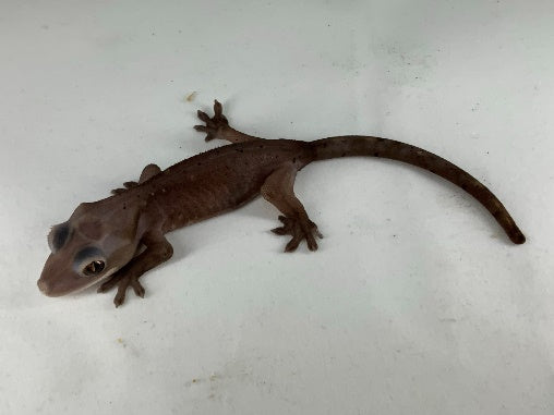 Fired up melanistic RCK crested gecko