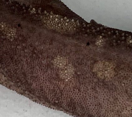 Reptile City Korea melanistic gecko close up