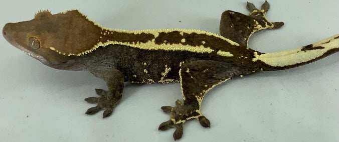 Adult pinstripe cappuccino frappuccino melanistic crested gecko