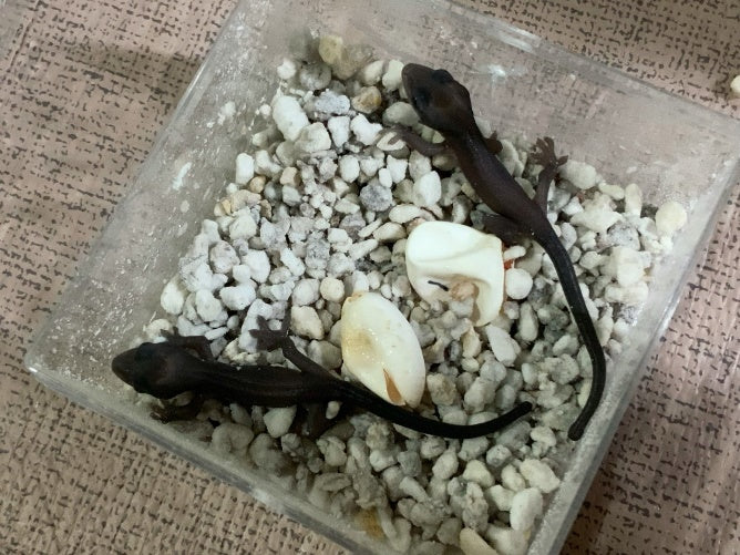 Melanistic crested geckos hatching out of egg