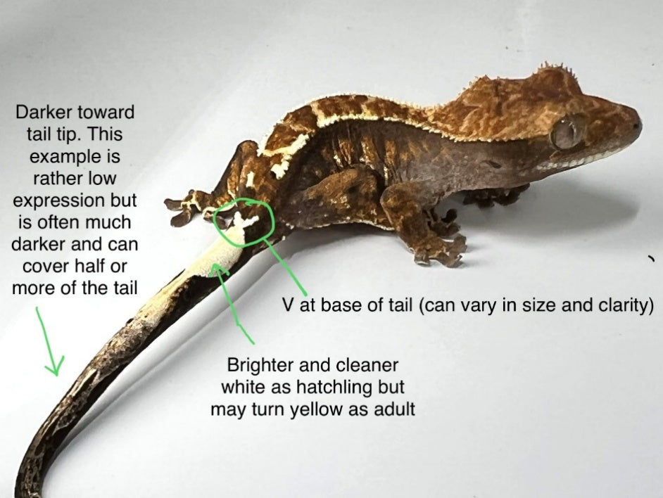 RCK crested gecko example adult