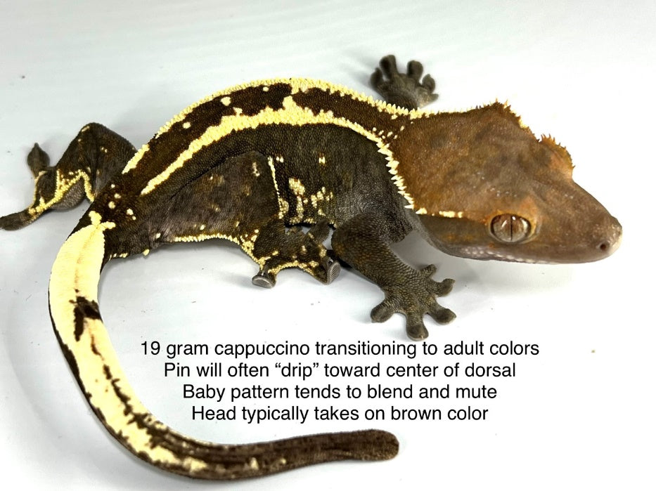 Sub-adult RCK Frappuccino Crested Gecko