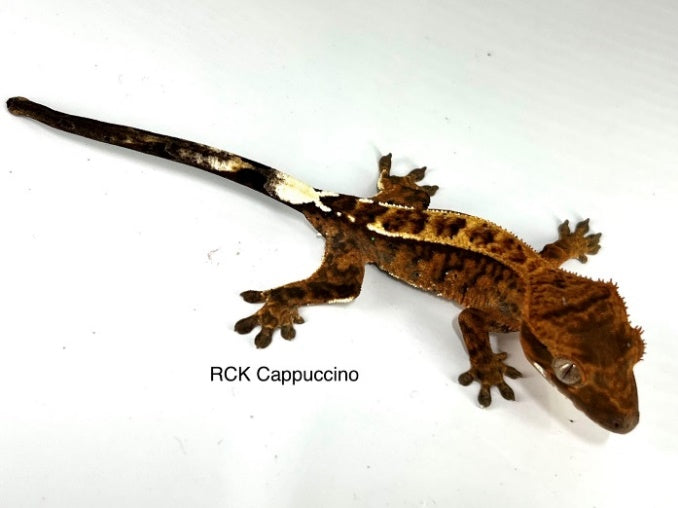 Baby Cappuccino crested gecko example