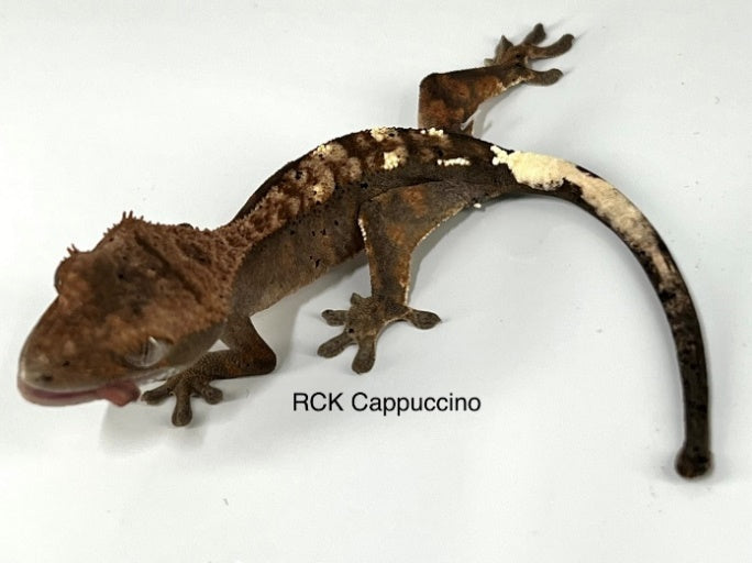 Baby RCK crested gecko with tongue showing
