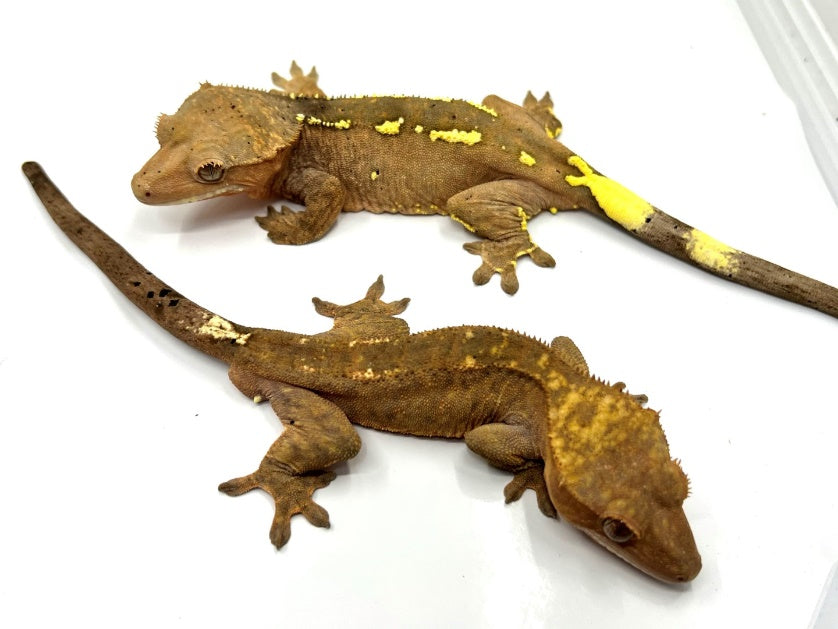 Unusual cappuccino crested gecko adults