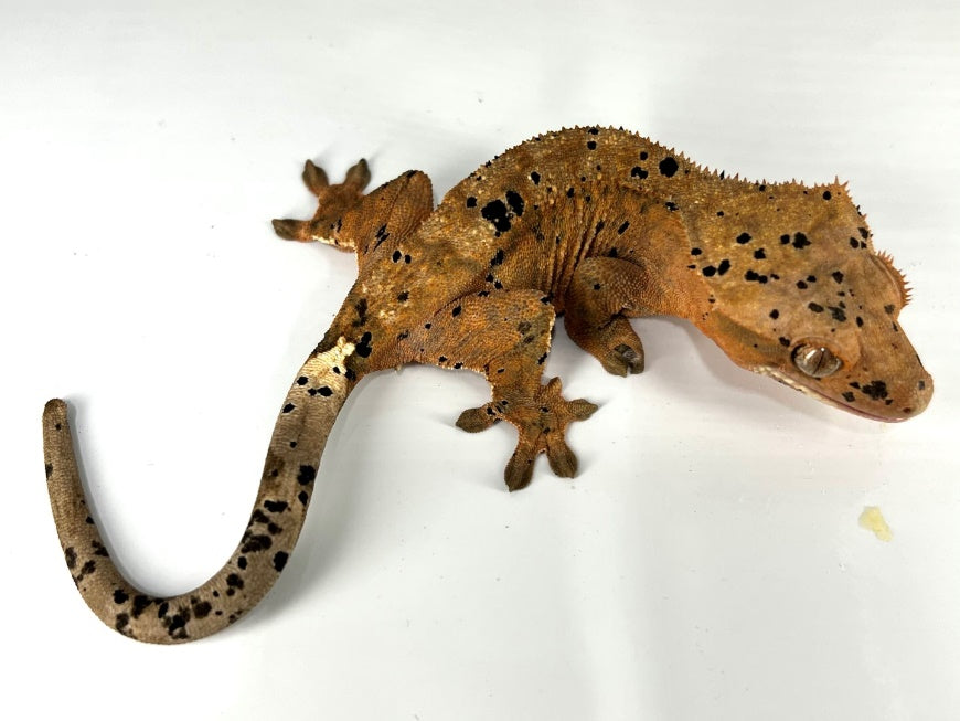 Cappuccino Dalmatian adult crested gecko