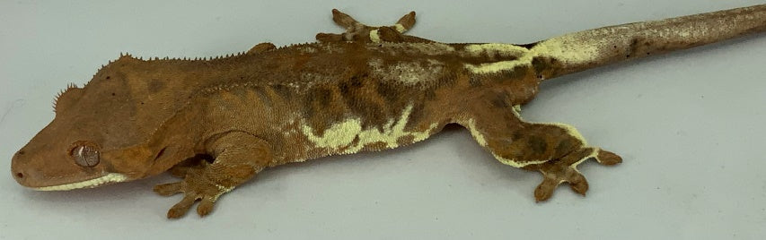 Unique pattern cappuccino crested gecko