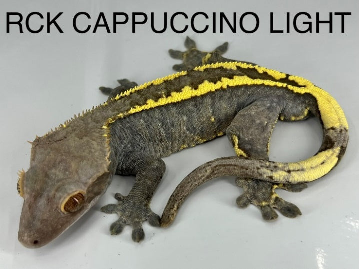 RCK Cappuccino crested gecko