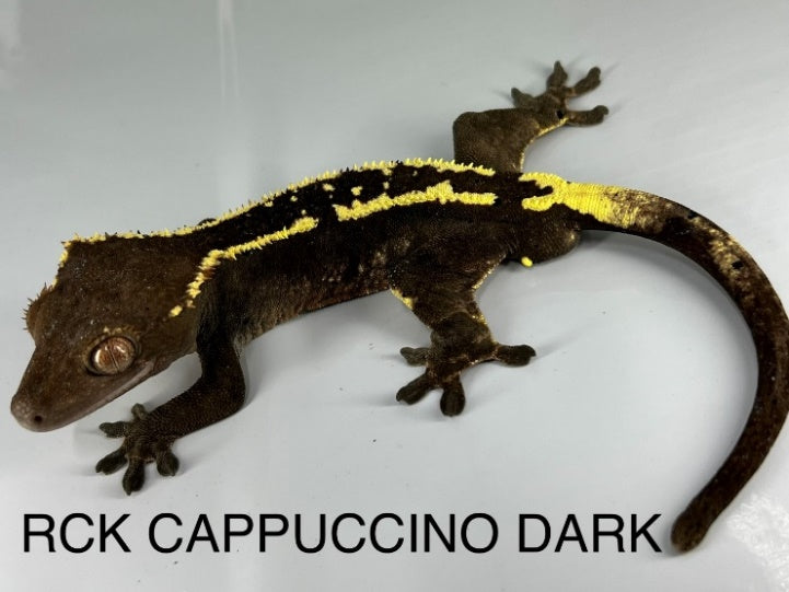 RCK Cappuccino dark crested gecko