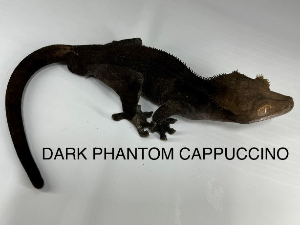 Dark Phantom Crested Gecko Cappuccino genes