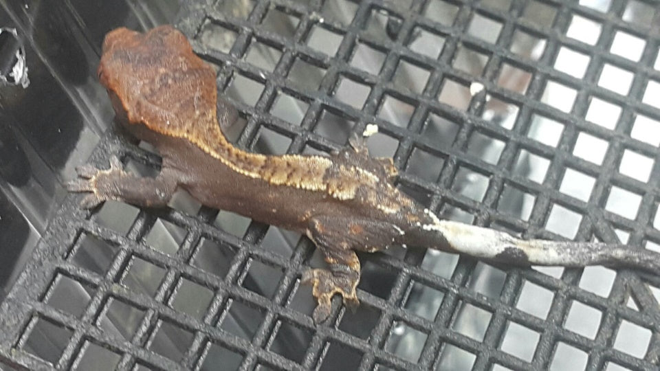 Cappuccino hatchling gecko close up