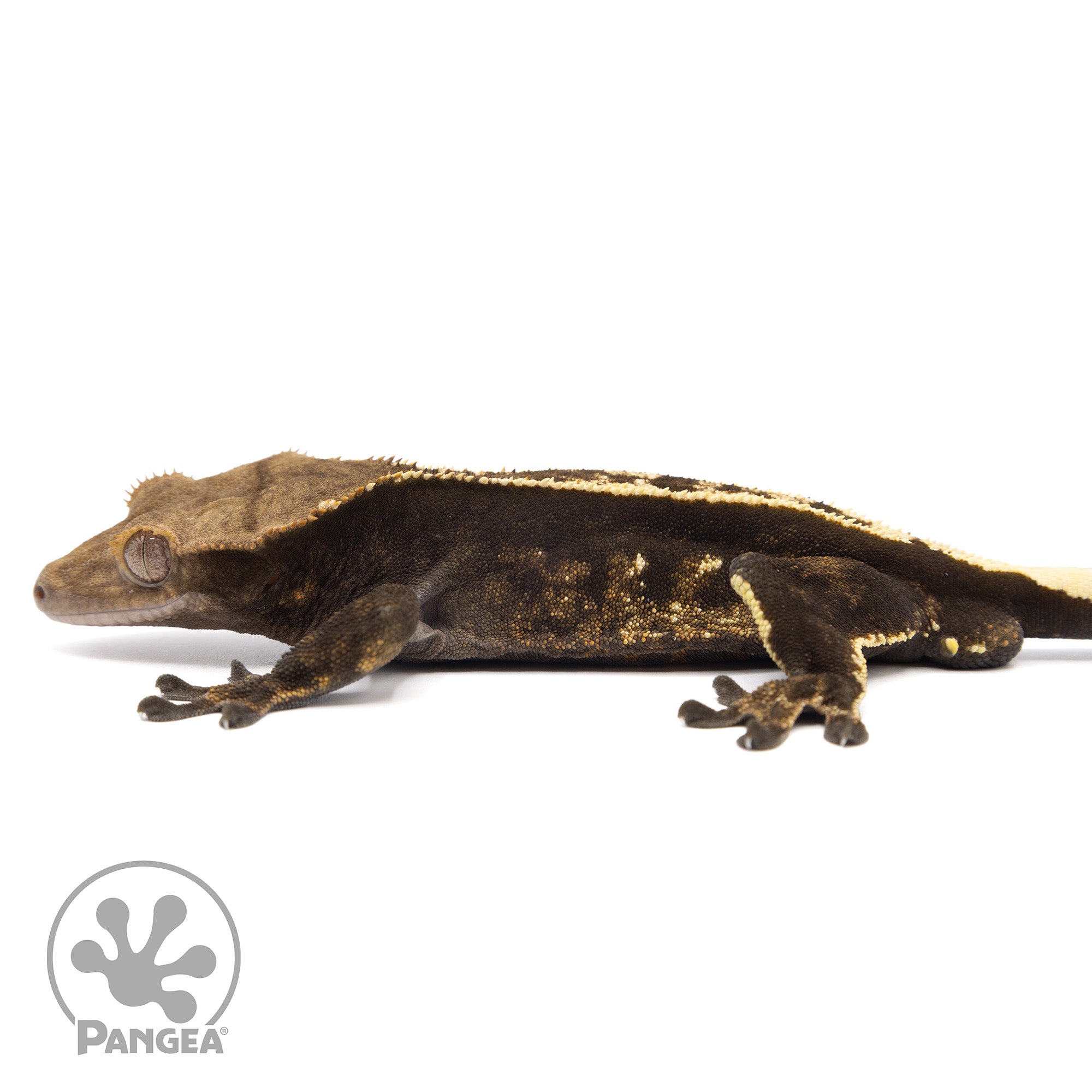 Male Partial Pinstripe Crested Gecko Cr-2061