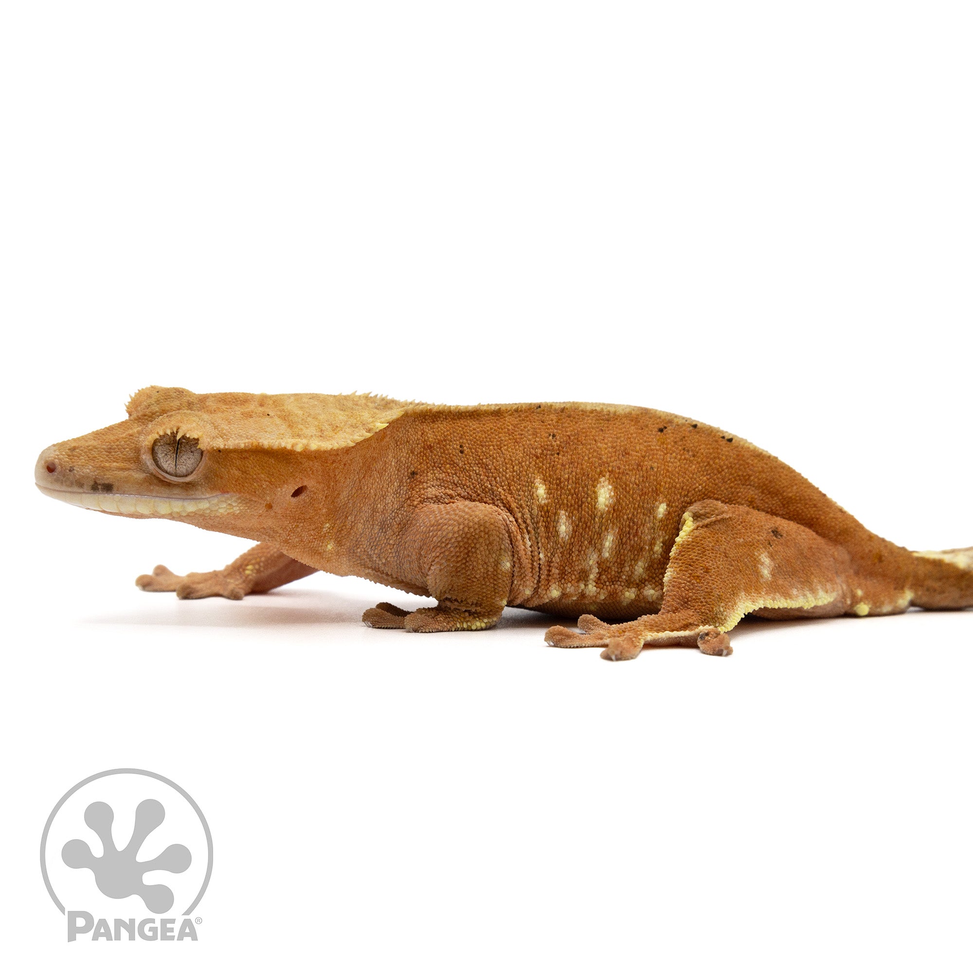 Female Red Phantom Crested Gecko Cr-2429