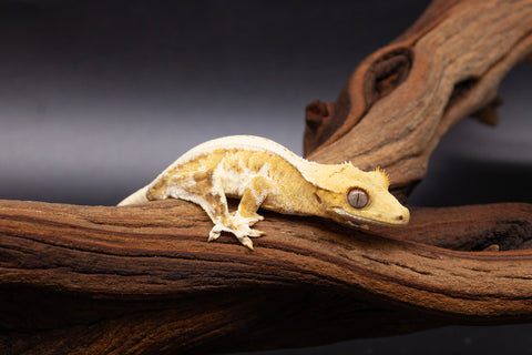 A hypo yellow lilly white crested gecko on damp ghost wood