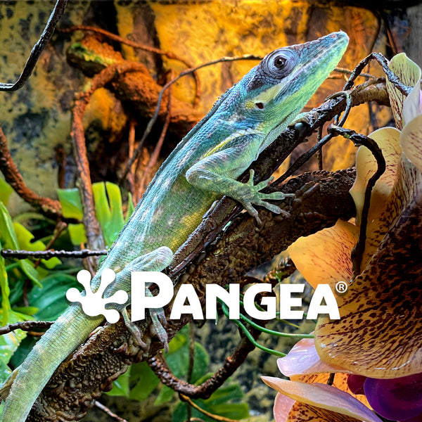 Giant Blue Beauty Anole from Pangea Reptile