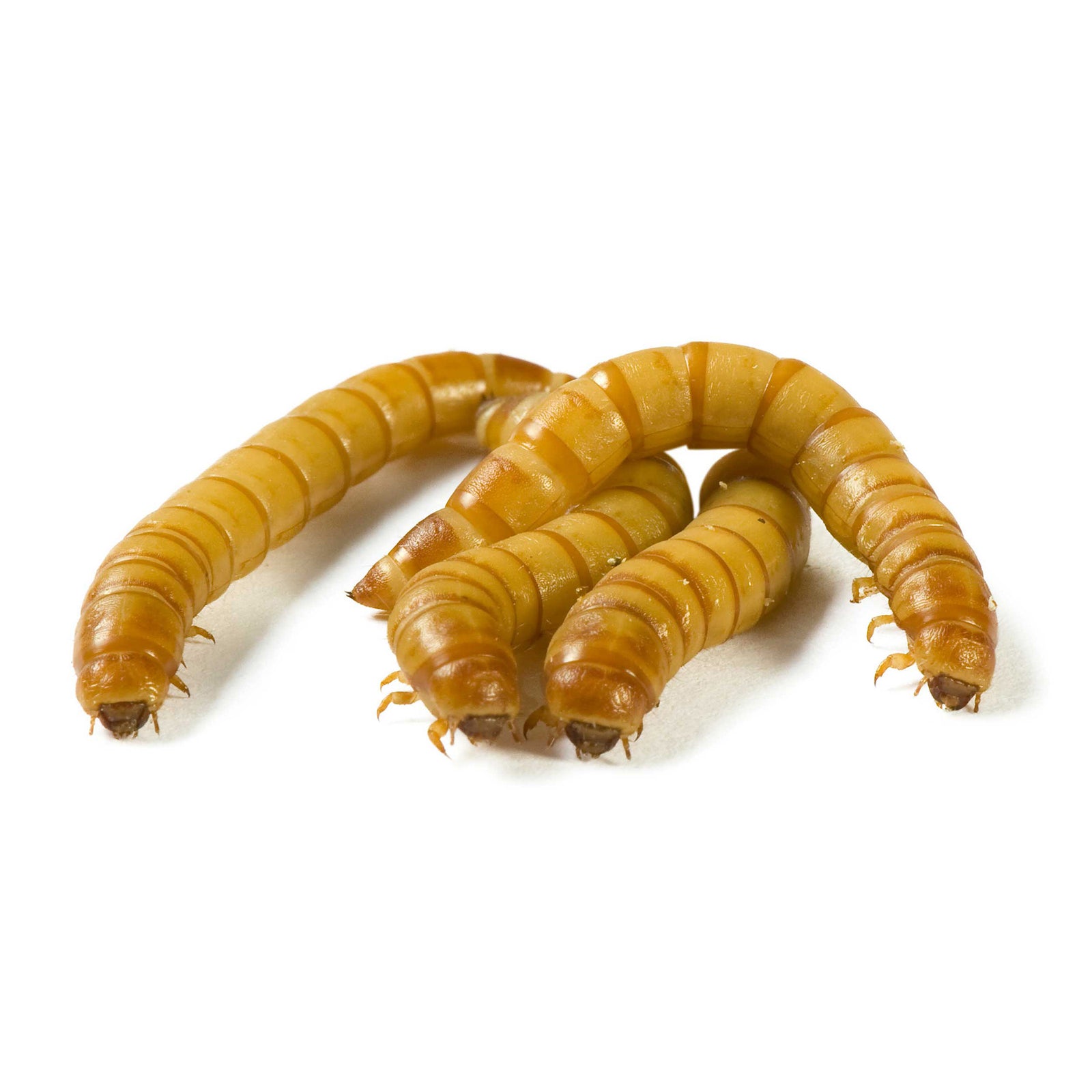 Live Wax Worms 50 Count