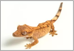 crested gecko