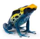 Dart Frog