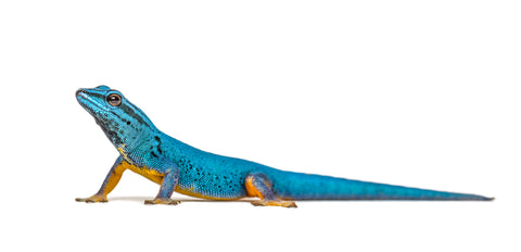 Electric Blue Day Gecko