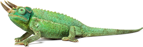 Jackson's Chameleon