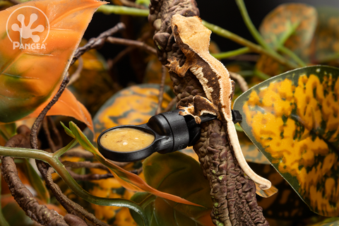 A juvenile crested gecko perched on a brown vine next to a small Pangea MicroDish with Pangea Crested Gecko Diet in it.