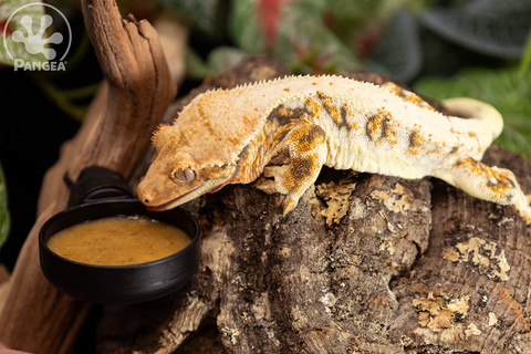 A lilly white crested gecko eating pangea diet out of a large pangea microdish