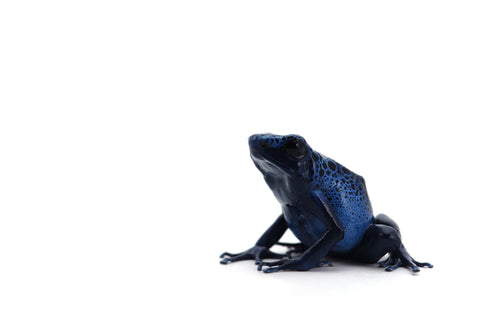 Dart Frog