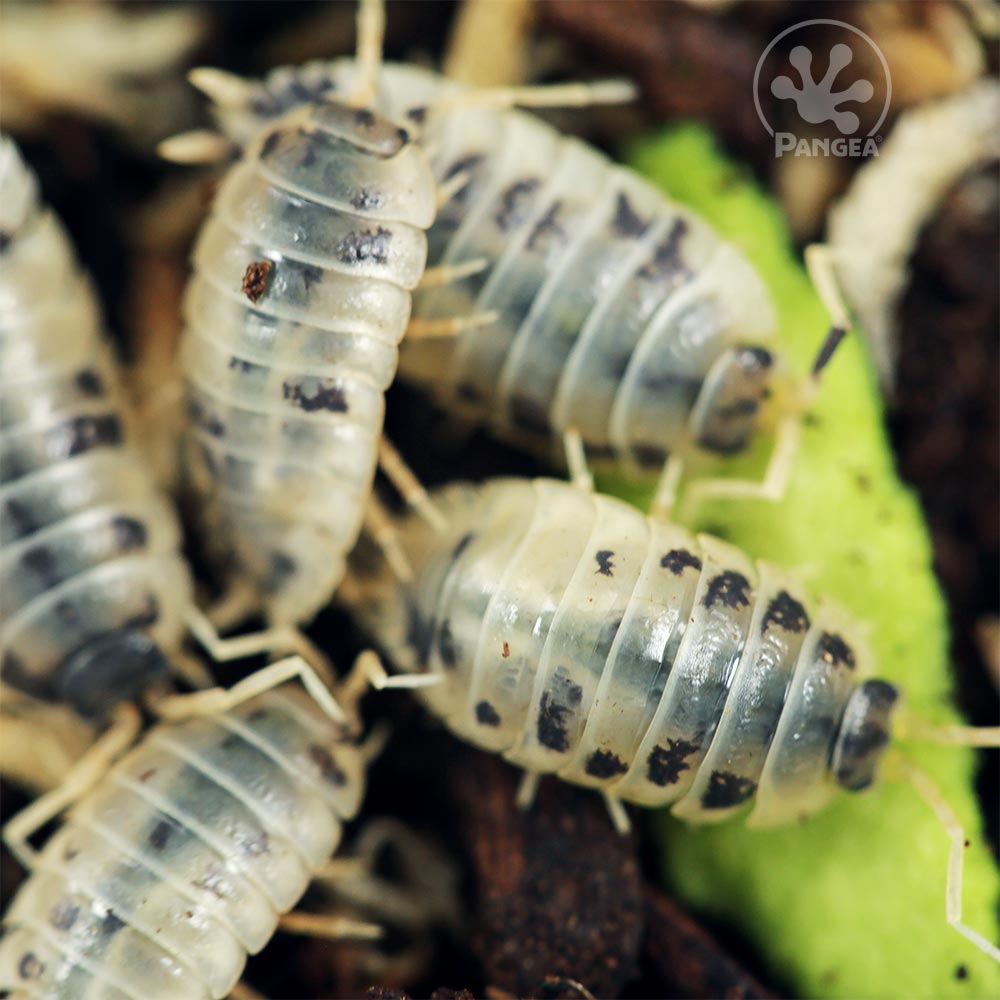 Temperate Springtail Culture - Pangea Reptile LLC