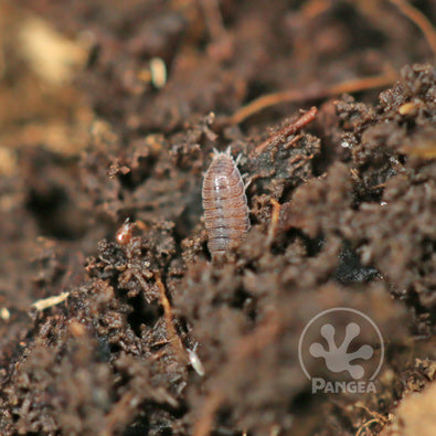 Powder Blue Isopods (Porcellio Pruinosus) – WestCoastRoaches LLC