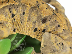 Male Dark Super Dalmatian Crested Gecko, fired up, facing left, close up of the left laterals. 0731