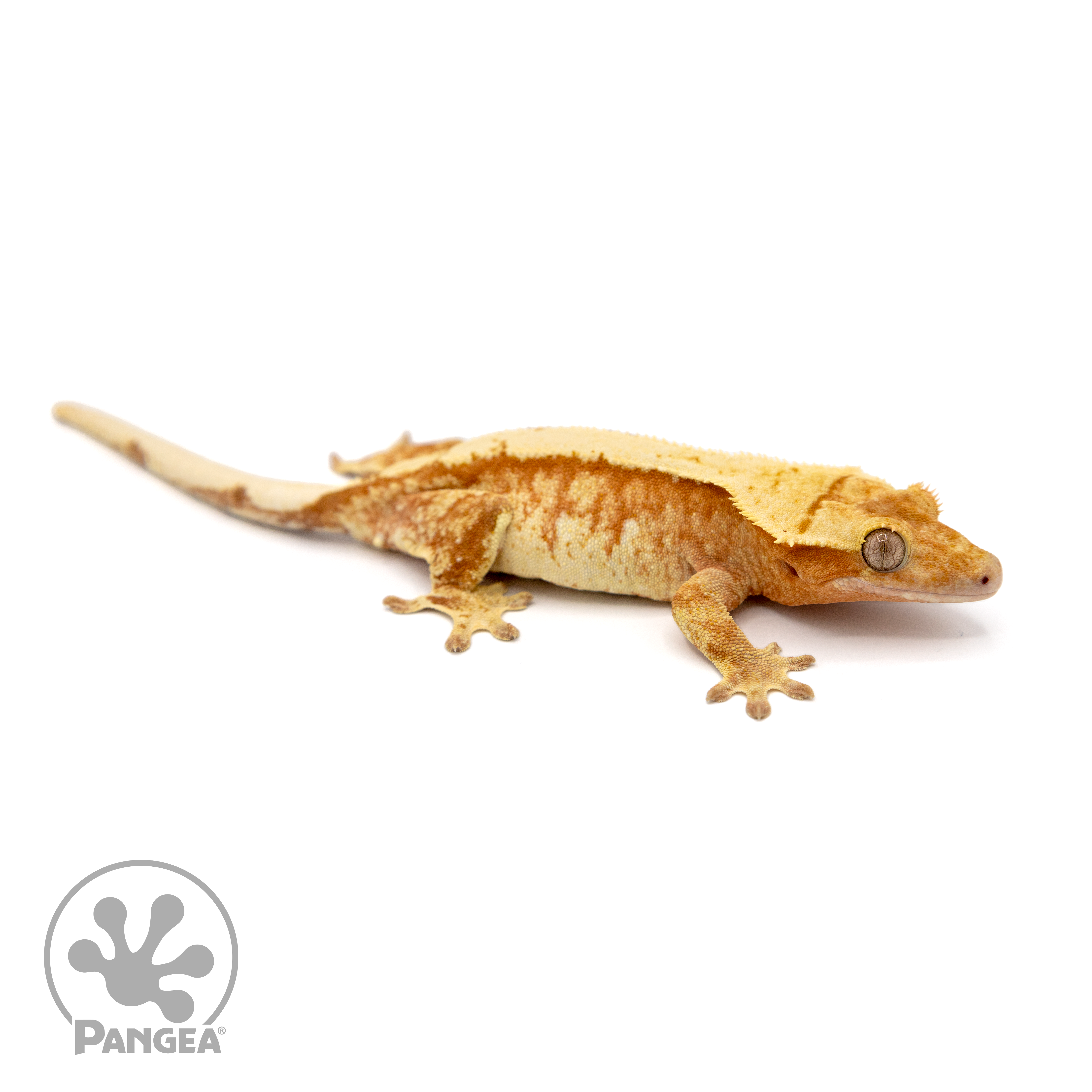 Female Extreme Harlequin Crested Gecko | Pangea Reptile | Cr-1102 - Reptile LLC