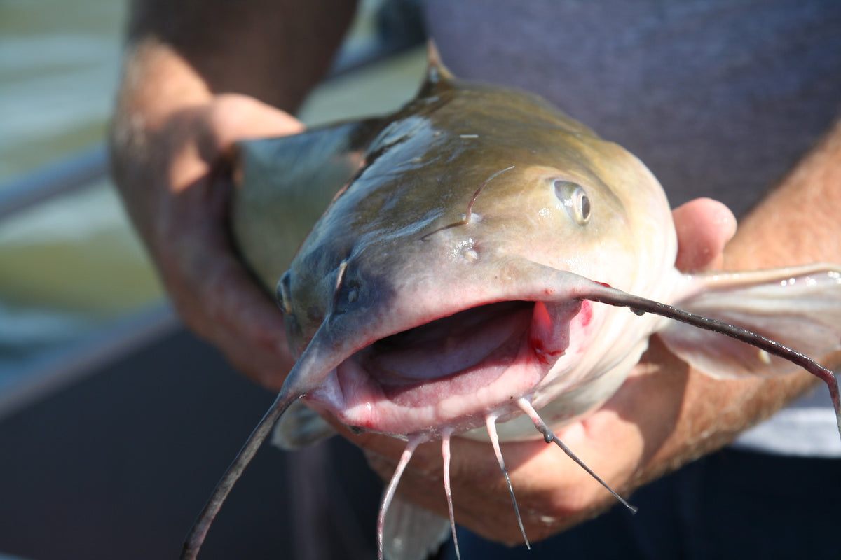 Catfishing Lake Erie’s Sandusky Bay by W.H. Chip Gross Great Lakes Angler