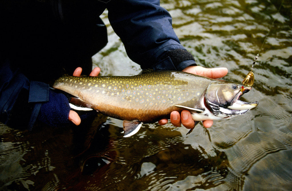 A Stream Trout Primer by Matt Straw + Tippet Chart – Great Lakes Angler