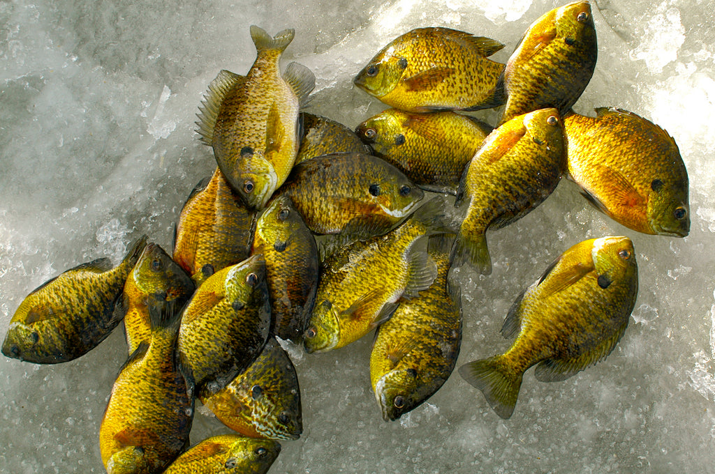 How to Catch More Bluegill Ice Fishing