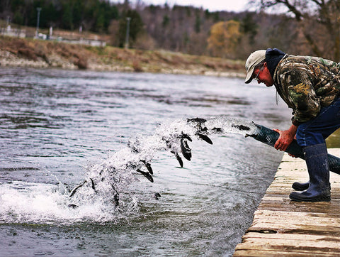 SAUGEEN STEELHEAD THE GREATEST FISH STORY EVER TOLD - by Darryl Cho –  Great Lakes Angler
