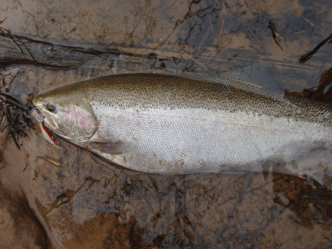 Covering Water for Steelhead - Jim Bedford – Great Lakes Angler