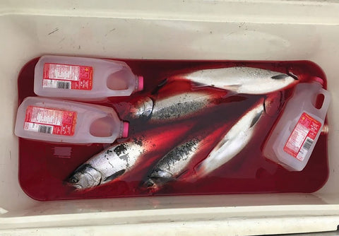 KEEPING YOUR FISH FRESH NEVER FROZEN - by Captain Mike