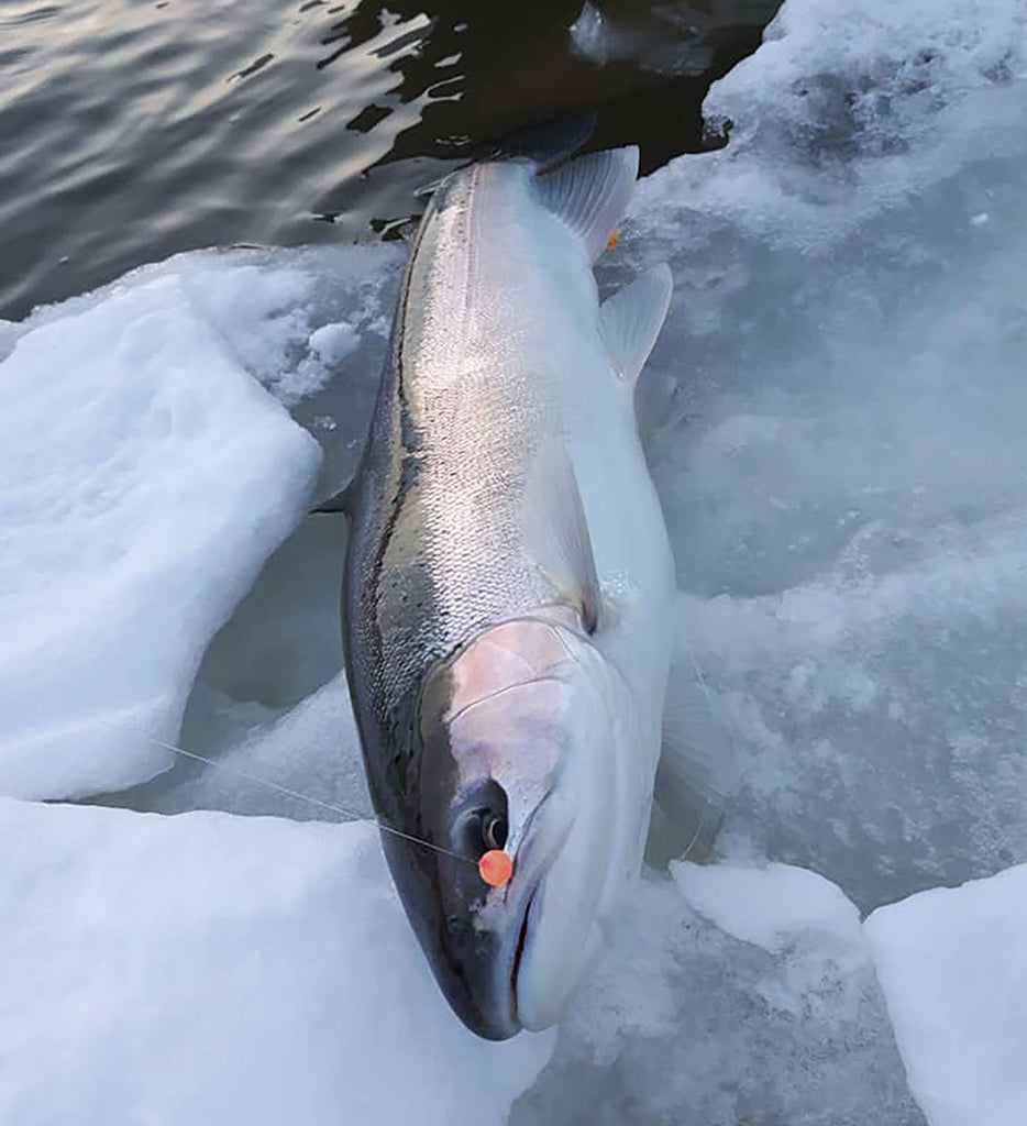 NEVER FORGET THE COHO THE FISH THAT STARTED IT ALL - Darryl Choronz – Great  Lakes Angler
