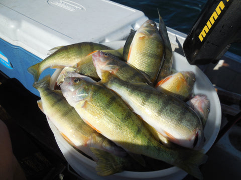 bucketoperch