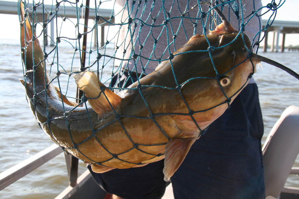 Catfishing Lake Erie's Sandusky Bay by W.H. Chip Gross – Great Lakes Angler