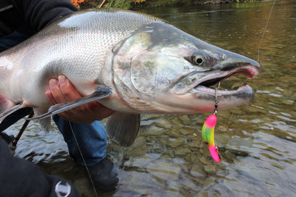 COHO Salmon: 5 of the BEST LURES to get you on the Silver Bite