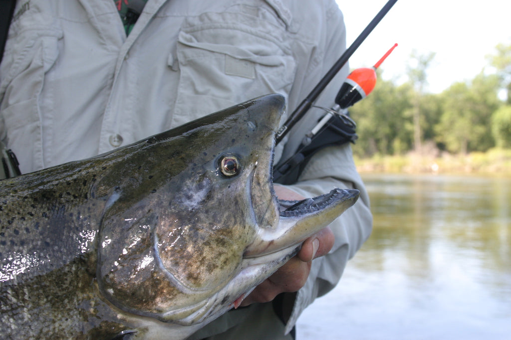 Catch the Skein Train for Kings (How-to Cure) by Matt Straw – Great Lakes  Angler