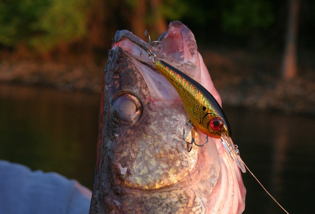 Pitching Walleye Cranks: Overlooked And Misunderstood by Matt