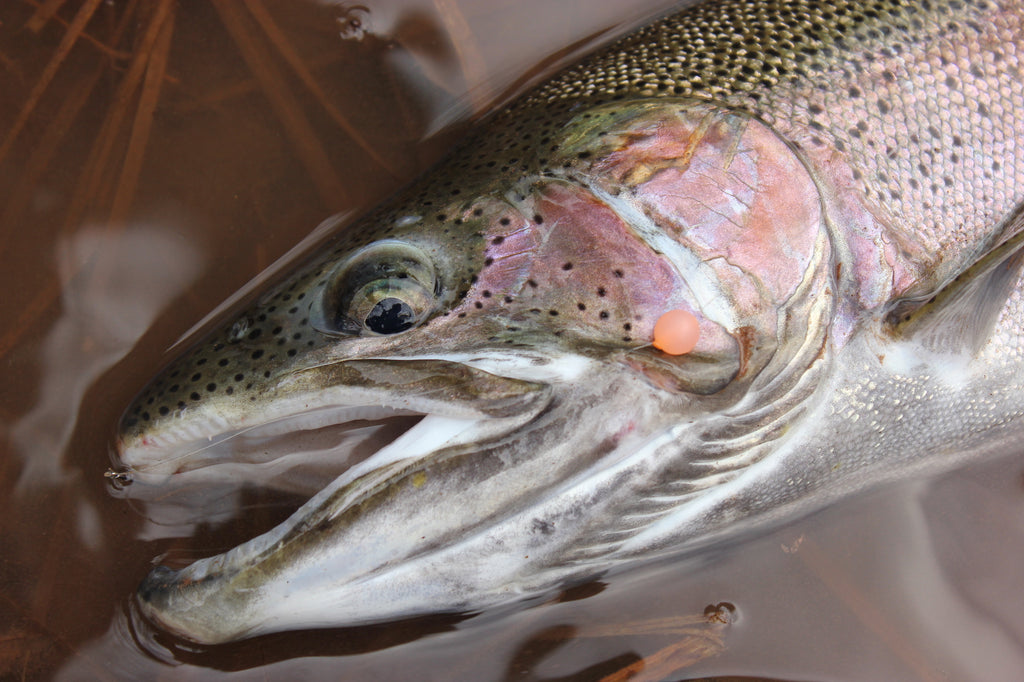 Gummy Bears For Steelhead: Soft Beads And Hybrids by Matt Straw