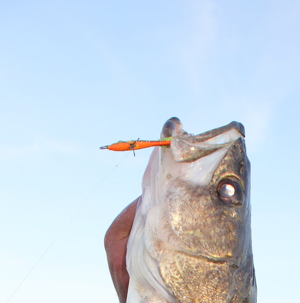 walleye jigging ripping snap fishing