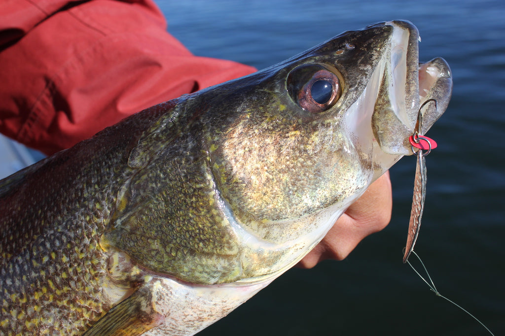 Power Jigging Walleyes by Matt Straw – Great Lakes Angler