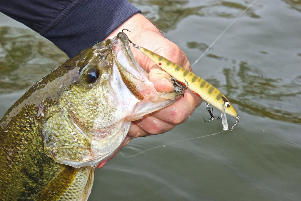 Jerkbait Bass - Building Suspense by Matt Straw – Great Lakes Angler